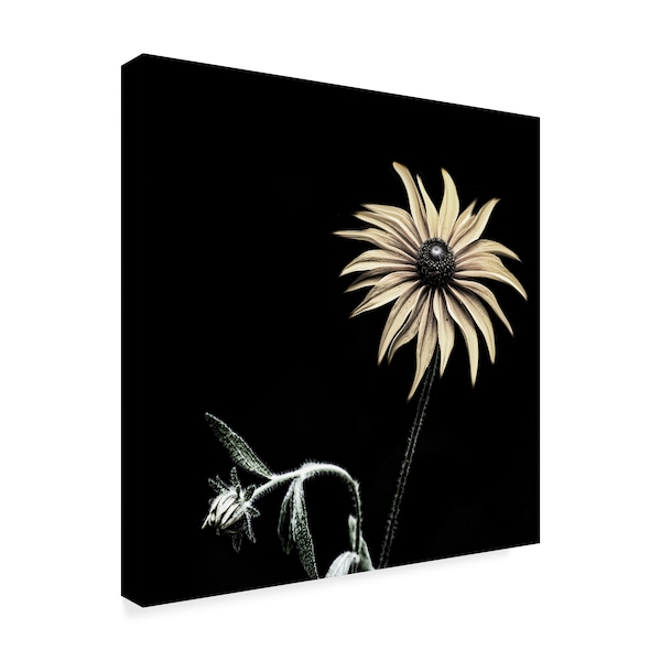 Lori Hutchison 'Sunflower Sharp' Canvas Art,18x18